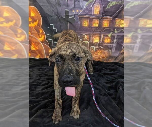 Medium Photo #2 Mutt Puppy For Sale in Evansville, IN, USA