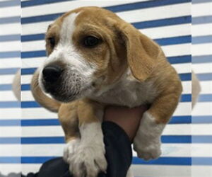 American Pit Bull Terrier-Unknown Mix Dogs for adoption in San Bernardino, CA, USA