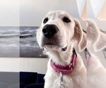Small #3 Great Pyrenees