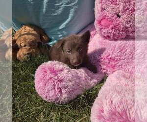 German Shepherd Dog Puppy for sale in RIGA, MI, USA
