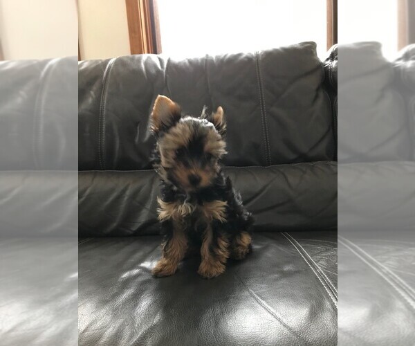 Medium Photo #1 Yorkshire Terrier Puppy For Sale in MONUMENT, CO, USA