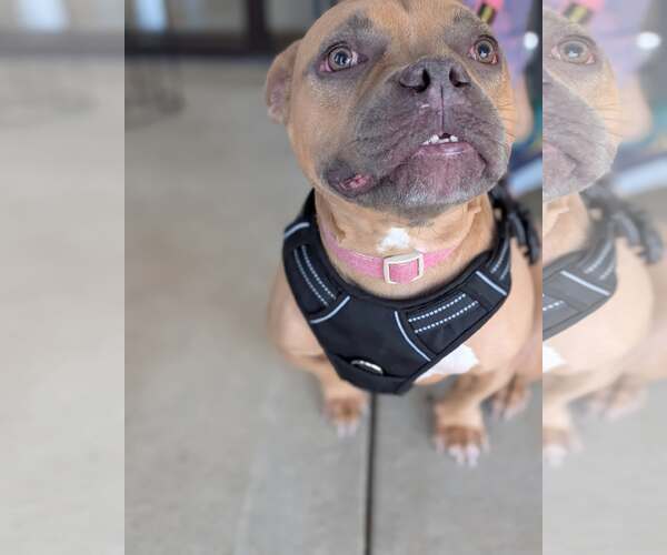 Medium Photo #1 American French Bull Terrier Puppy For Sale in Holly Springs, NC, USA