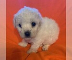 Small Photo #9 Bichon Frise Puppy For Sale in BAXTER, MN, USA