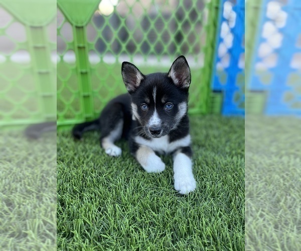 Medium Photo #1 Alaskan Klee Kai Puppy For Sale in SAN TAN VALLEY, AZ, USA