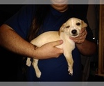 Small Photo #2 Chiweenie Puppy For Sale in VANCOUVER, WA, USA