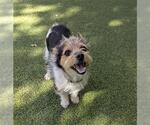 Small Cairn Terrier Mix