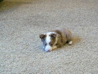 Small Photo #3 Miniature Australian Shepherd Puppy For Sale in CHRISTIANA, DE, USA