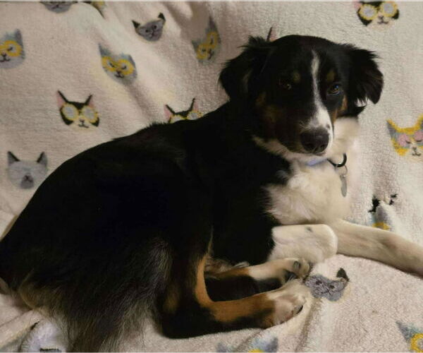 Medium Photo #3 Australian Shepherd-Spaniel Mix Puppy For Sale in Princeton, MN, USA
