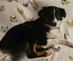 Small #2 Australian Shepherd-Spaniel Mix