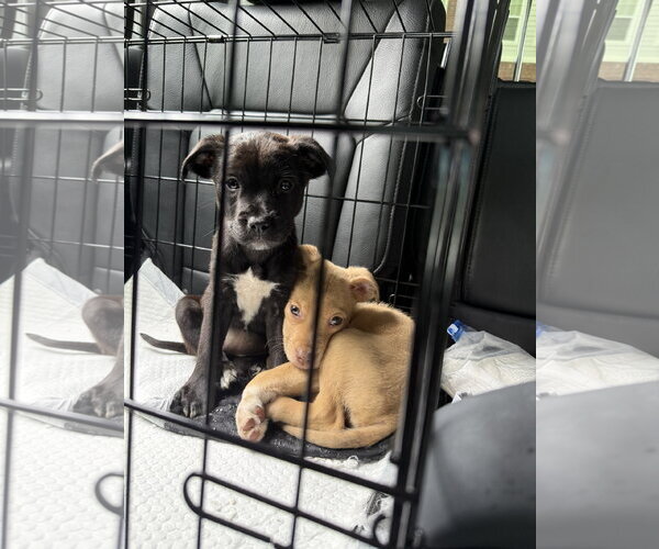 Medium Photo #6 American Staffordshire Terrier-Unknown Mix Puppy For Sale in Holly Springs, NC, USA