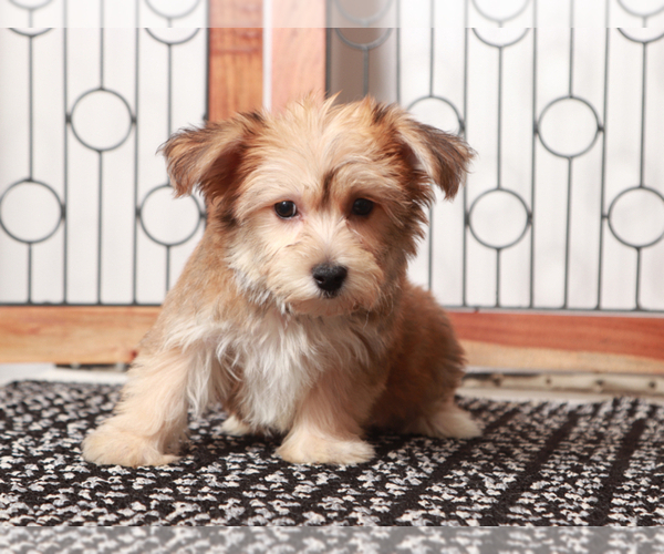 Medium Photo #3 Yo-Chon Puppy For Sale in NAPLES, FL, USA