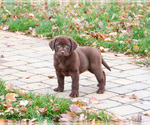 Small #3 Labrador Retriever