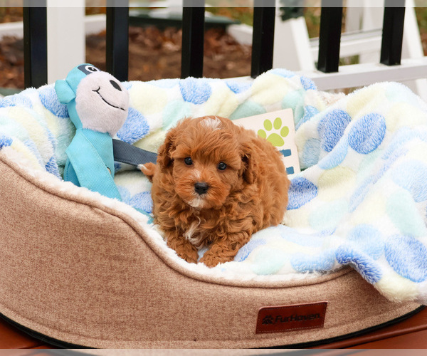 Medium Photo #9 Cavapoo (Miniature) Puppy For Sale in SYRACUSE, IN, USA