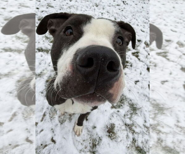 Medium Photo #12 American Pit Bull Terrier-Unknown Mix Puppy For Sale in Germantown, OH, USA