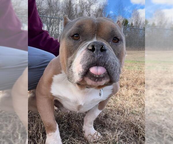 Medium Photo #1 American Bulldog-Unknown Mix Puppy For Sale in Forestville, MD, USA