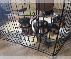 Yorkshire Terrier Puppy for sale in NORTHGLENN, CO, USA