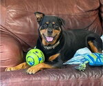 Small #1 Rottweiler Mix
