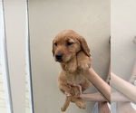 Puppy Becky Golden Retriever
