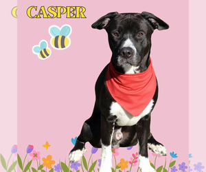 Mutt Dogs for adoption in Rockaway, NJ, USA