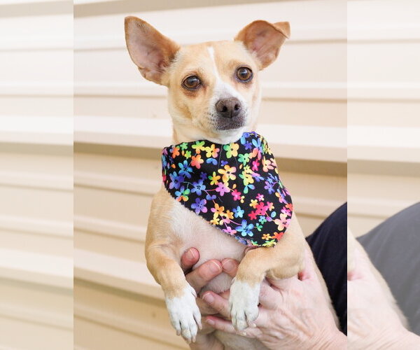 Medium Photo #3 Chihuahua-Unknown Mix Puppy For Sale in Phoenix, AZ, USA