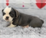 Small Photo #3 English Bulldog-Shih Tzu Mix Puppy For Sale in QUAPAW, OK, USA