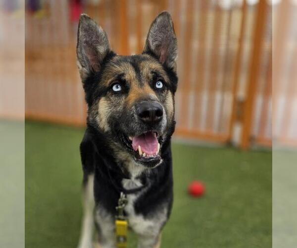 Medium Photo #1 Gerberian Shepsky Puppy For Sale in Las Vegas, NV, USA