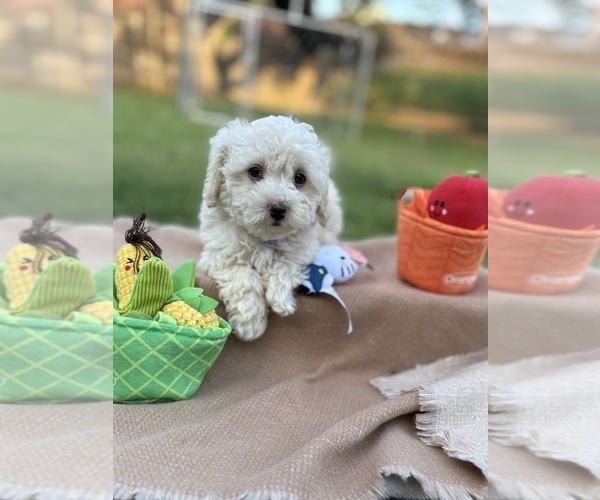Medium Photo #1 Poodle (Miniature) Puppy For Sale in CARROLLTON, TX, USA