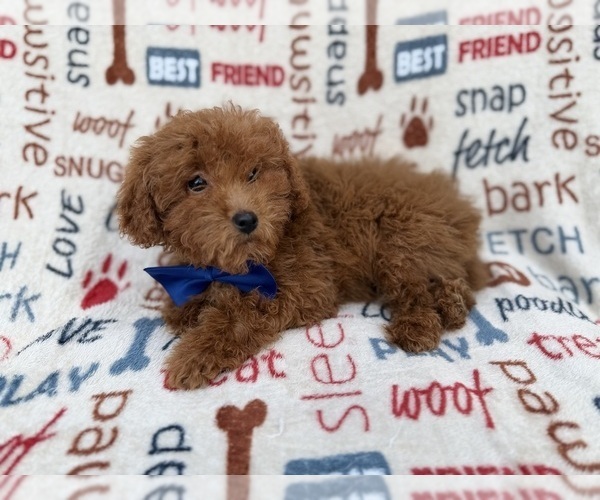 Medium Photo #8 Poodle (Miniature) Puppy For Sale in LAKELAND, FL, USA