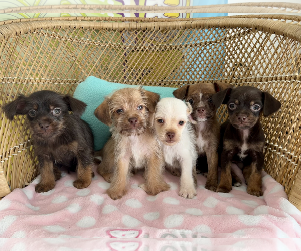 Medium Photo #2 Chiweenie Puppy For Sale in Bellevue, WA, USA