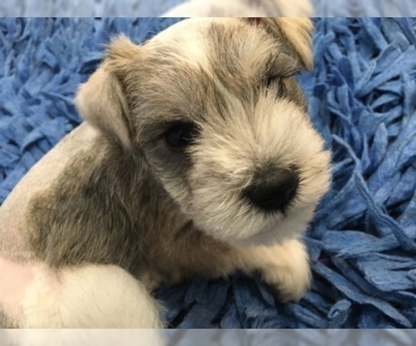 Medium Photo #6 Schnauzer (Miniature) Puppy For Sale in VALRICO, FL, USA