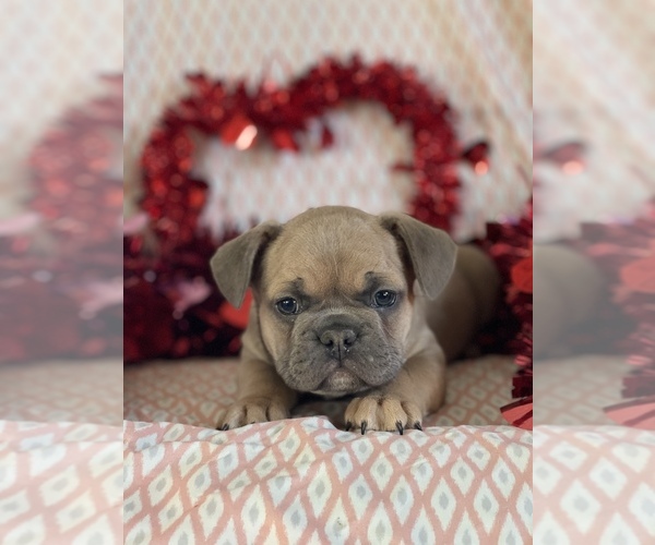 Medium Photo #6 French Bulldog Puppy For Sale in RICHLAND, IA, USA