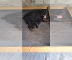 Small Photo #1 Rottweiler Puppy For Sale in LAKELAND, FL, USA