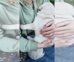 Small Photo #35 Labrador Retriever Puppy For Sale in OLYMPIA, WA, USA