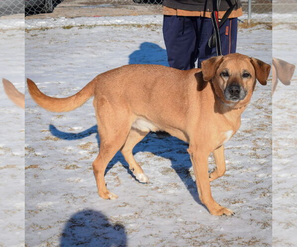 Medium Photo #2 Labrador Retriever-Rhodesian Ridgeback Mix Puppy For Sale in Huntley, IL, USA