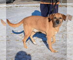 Small #1 Labrador Retriever-Rhodesian Ridgeback Mix