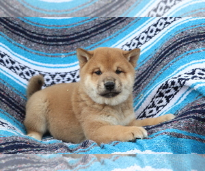 Shiba Inu Puppy for sale in SHILOH, OH, USA