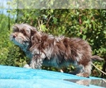 Small #15 ShihPoo