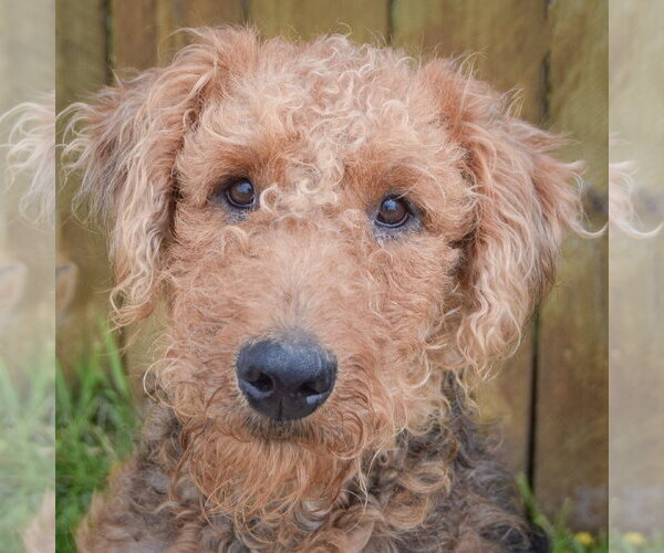 Medium Photo #7 Airedale Terrier Puppy For Sale in Huntley, IL, USA