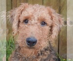 Small #6 Airedale Terrier