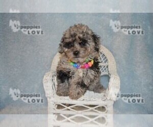 Poodle (Toy) Puppy for sale in SANGER, TX, USA