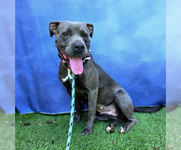Medium Photo #3 Mutt Puppy For Sale in Long Beach, CA, USA