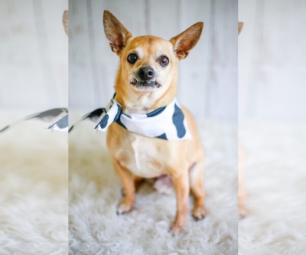 Medium Photo #5 Chihuahua-Unknown Mix Puppy For Sale in Greenville, SC, USA