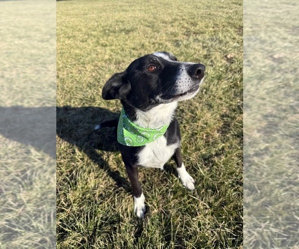 Medium Photo #4 Mutt Puppy For Sale in Germantown, OH, USA