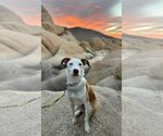 Small Photo #29 Labrador Retriever-Unknown Mix Puppy For Sale in San Diego, CA, USA