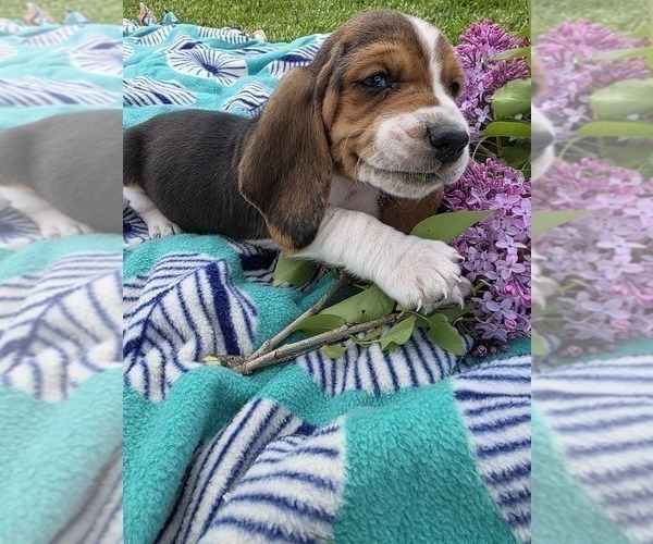 Medium Photo #2 Basset Hound Puppy For Sale in GREENLEAF, WI, USA