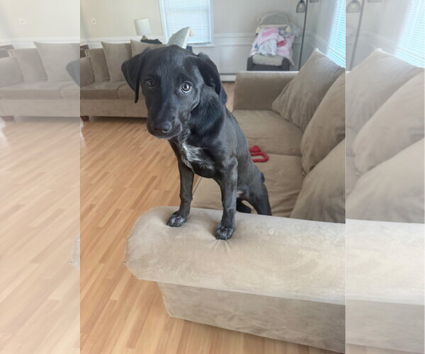 Medium Photo #4 Labrador Retriever-Unknown Mix Puppy For Sale in Rockaway, NJ, USA