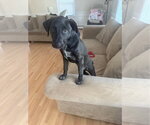 Small #3 Labrador Retriever Mix