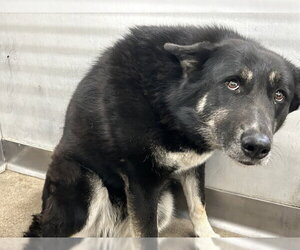 German Shepherd Dog Dogs for adoption in San Bernardino, CA, USA