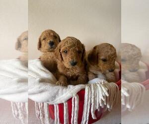 Goldendoodle-Poodle (Standard) Mix Puppy for sale in COLORADO SPRINGS, CO, USA
