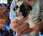 Small French Bulldog
